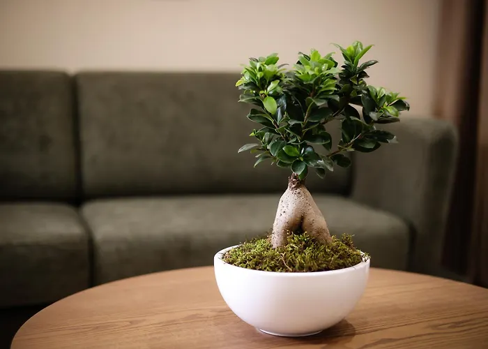 Cloud 5 Blloku 4* Tirana